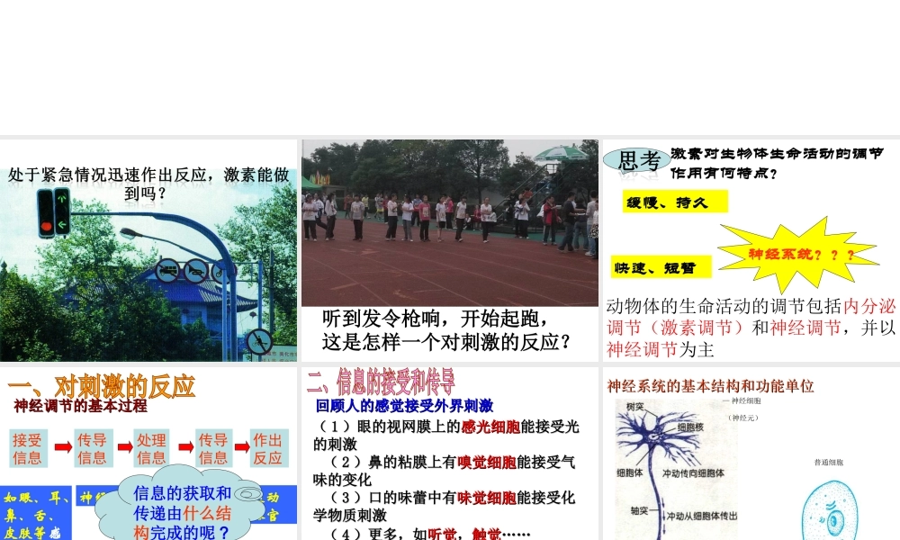 八年级科学上册 第3章 生命活动的调节 3.3《神经调节》课件（5） 浙教版-浙教版初中八年级上册自然科学课件