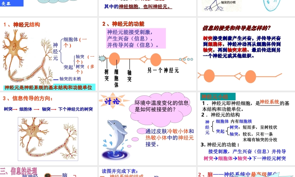 八年级科学上册 第3章 生命活动的调节 3.3《神经调节》课件（5） 浙教版-浙教版初中八年级上册自然科学课件