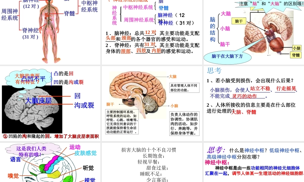 八年级科学上册 第3章 生命活动的调节 3.3《神经调节》课件（5） 浙教版-浙教版初中八年级上册自然科学课件