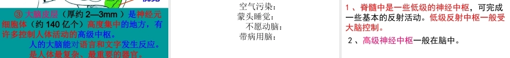 八年级科学上册 第3章 生命活动的调节 3.3《神经调节》课件（5） 浙教版-浙教版初中八年级上册自然科学课件