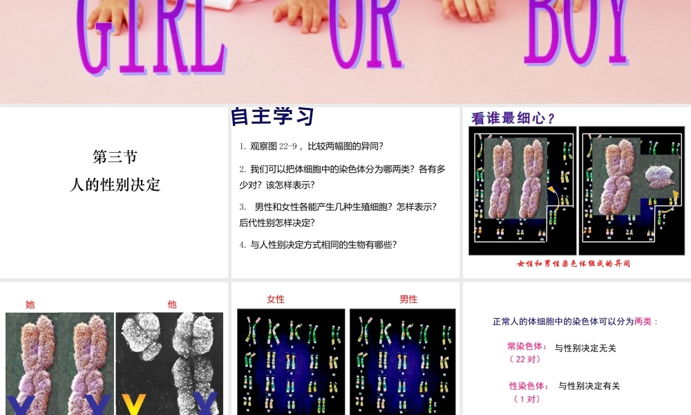 八年级生物下册 第二十二章 第3节《人的性别决定》课件 （新版）苏教版