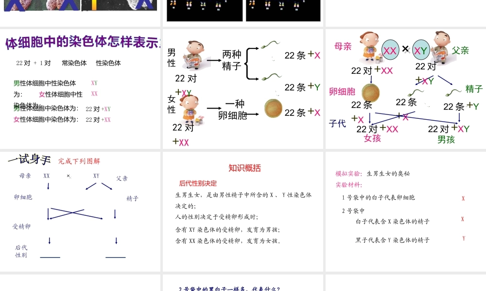 八年级生物下册 第二十二章 第3节《人的性别决定》课件 （新版）苏教版