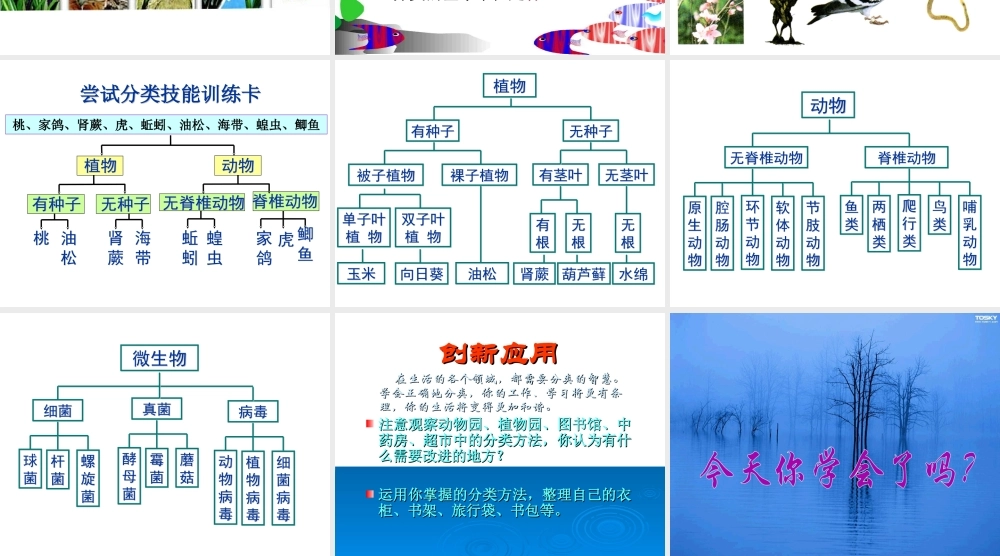 八年级生物尝试对生物分类新人教版