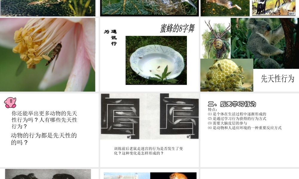 八年级科学上册 第3章 生命活动的调节 3.4《动物的行为》课件（2） 浙教版-浙教版初中八年级上册自然科学课件