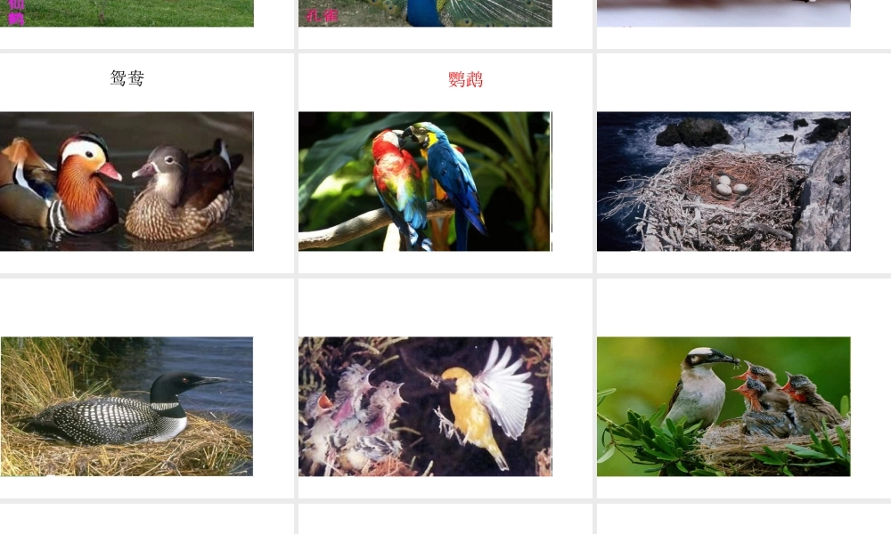 八年级生物下册 第八单元 生物的生殖、发育与遗传 第二十一章 生物的生殖与发育 第五节 鸟类的生殖与发育课件1（新版）苏教版-（新版）苏教级下册生物课件