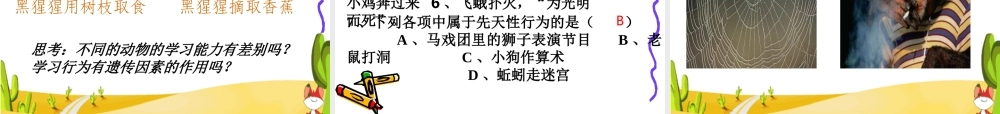 八年级生物动物的先天性行为和学习行为说课 新人教版