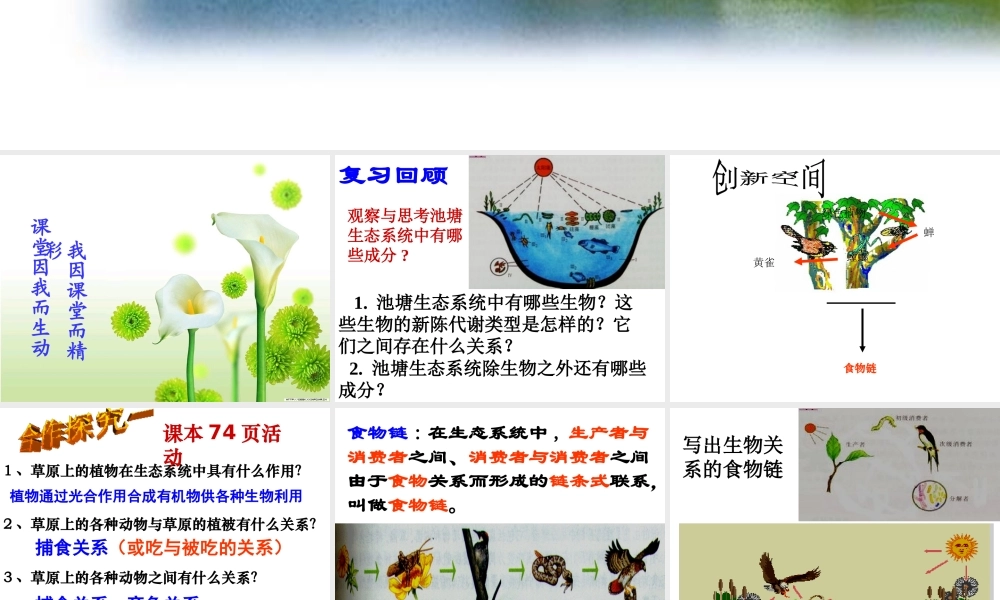 八年级生物下册 第23章 第3节 生态系统的结构和功能课件 北师大版