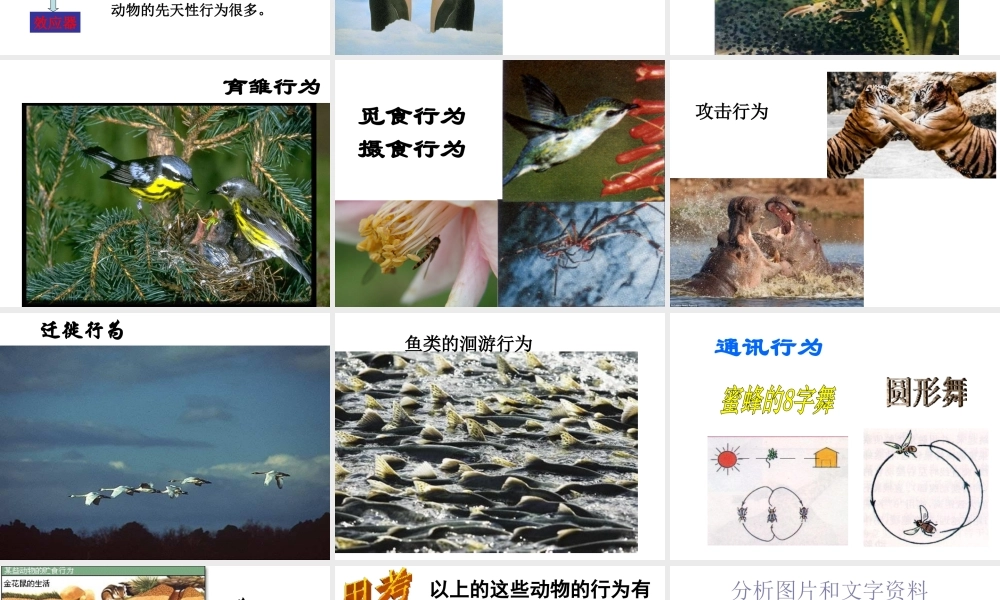 八年级科学上册 第3章 生命活动的调节 3.4《动物的行为》课件（4） 浙教版-浙教版初中八年级上册自然科学课件