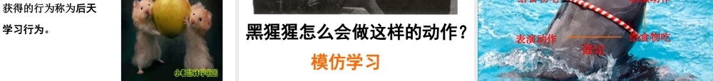 八年级科学上册 第3章 生命活动的调节 3.4《动物的行为》课件（4） 浙教版-浙教版初中八年级上册自然科学课件
