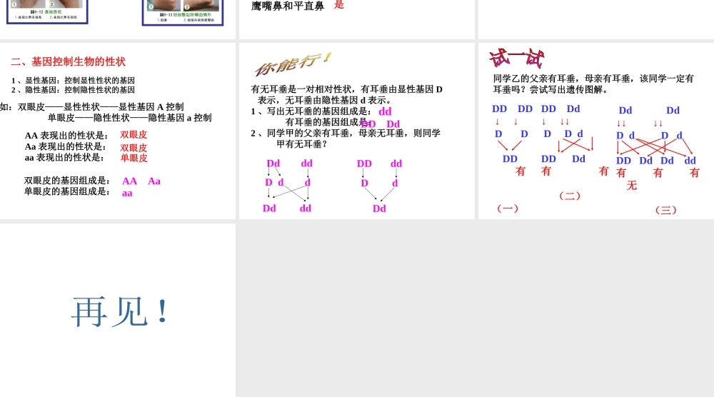 八年级生物下册 第二十二章 第二节 人的性状和遗传课件1 （新版）苏教版