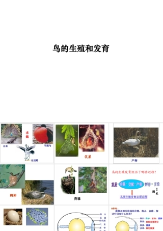 八年级生物下册 第八单元 生物的生殖、发育与遗传 第二十一章 生物的生殖与发育 第五节 鸟类的生殖与发育课件2（新版）苏教版-（新版）苏教级下册生物课件