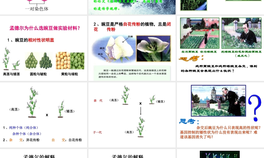 八年级生物下册 第7单元 第2章 第3节 基因的显性和隐性课件 （新版）新人教版-（新版）新人教级下册生物课件
