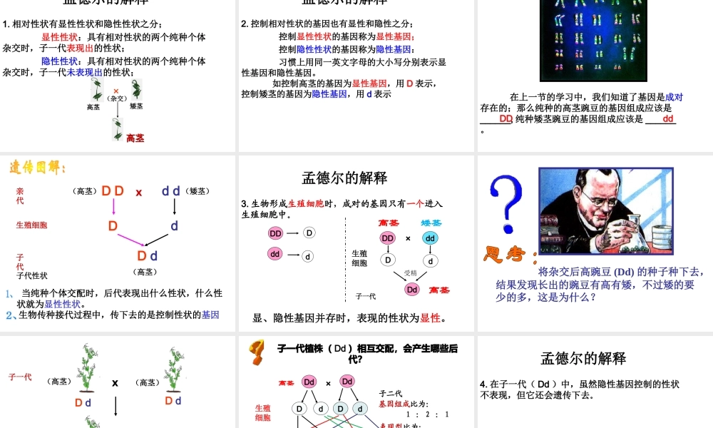 八年级生物下册 第7单元 第2章 第3节 基因的显性和隐性课件 （新版）新人教版-（新版）新人教级下册生物课件