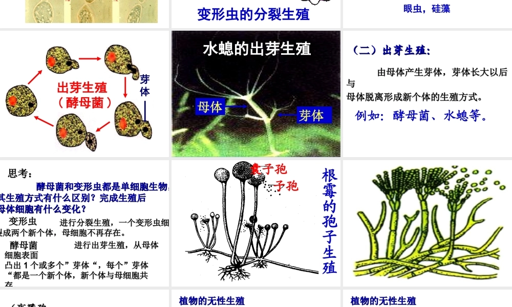 八年级生物下册 第八单元 生物的生殖、发育与遗传 第二十一章 生物的生殖与发育 第一节 生物的无性生殖课件1（新版）苏教版-（新版）苏教版初中八年级下册生物课件