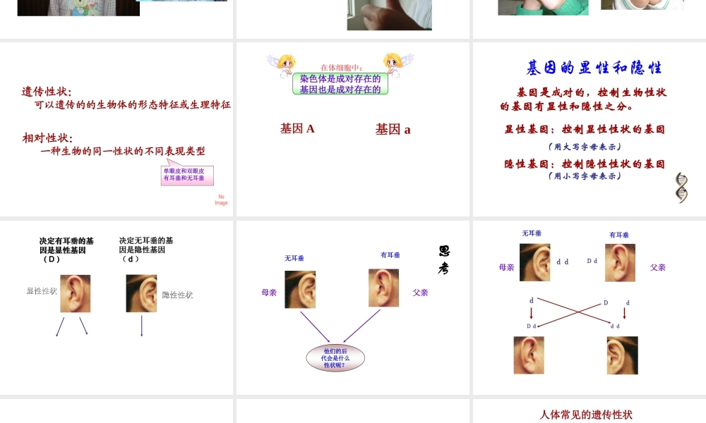 八年级生物下册 第二十二章 第二节 人的性状和遗传课件2 （新版）苏教版