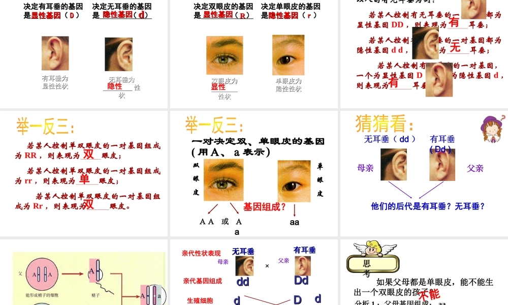 八年级生物下册 第二十二章 第二节 人的性状和遗传课件3 （新版）苏教版