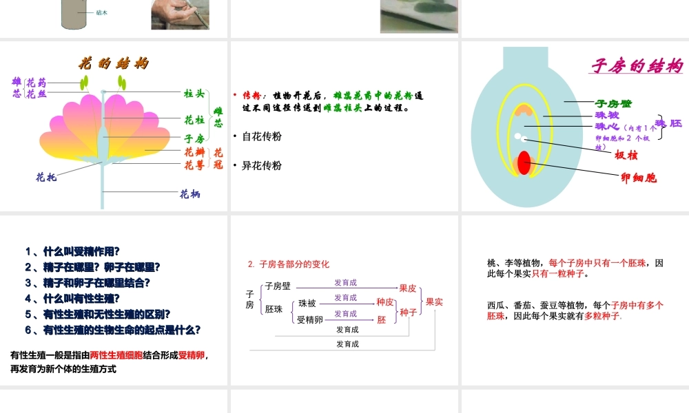 八年级生物下册 第八单元 生物的生殖、发育与遗传 第二十一章 生物的生殖与发育 第一节 生物的无性生殖课件2（新版）苏教版-（新版）苏教版初中八年级下册生物课件