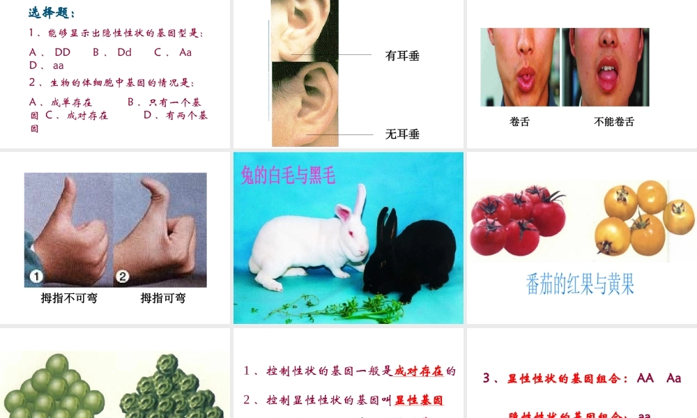 八年级生物下册 第二十二章 第二节 人的性状和遗传课件4 （新版）苏教版