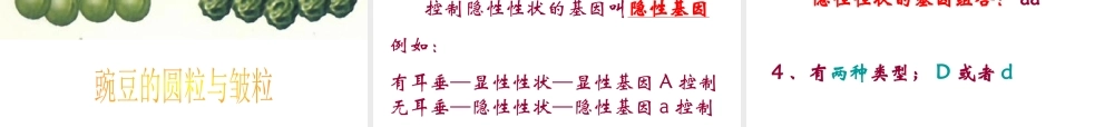八年级生物下册 第二十二章 第二节 人的性状和遗传课件4 （新版）苏教版