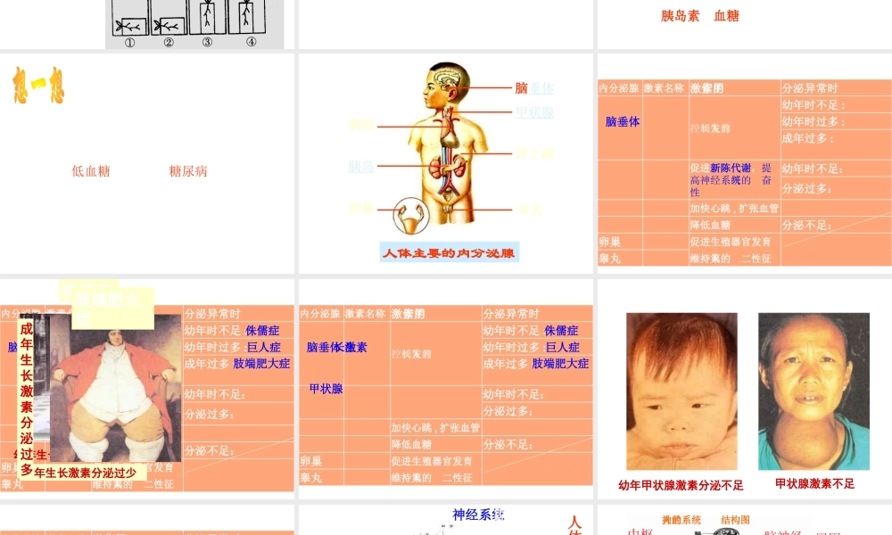 八年级科学上册 第3章 生命活动的调节 复习课件浙教版