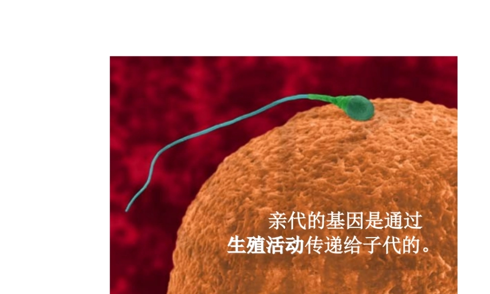 八年级生物下册 第二节 基因在亲子代间的传递课件 （新版）新人教版
