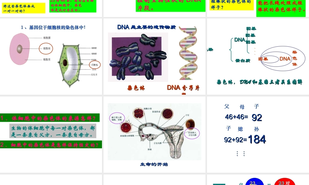 八年级生物下册 第二节 基因在亲子代间的传递课件 （新版）新人教版