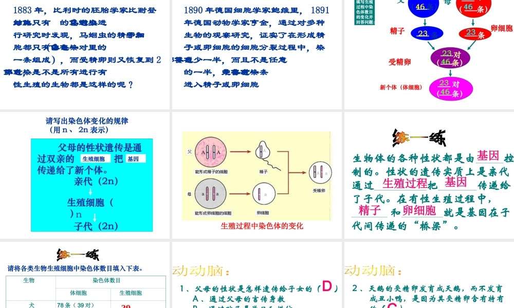 八年级生物下册 第二节 基因在亲子代间的传递课件 （新版）新人教版
