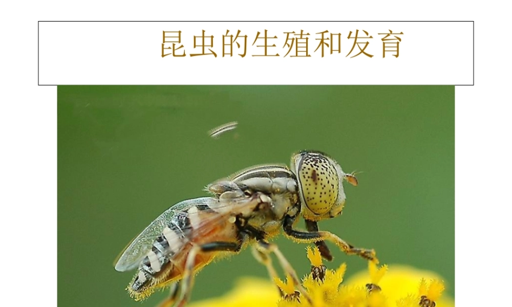 八年级生物下册 第二节 昆虫的生殖和发育课件 新人教版