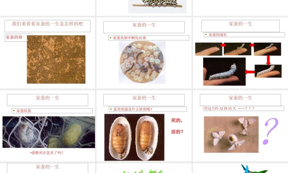 八年级生物下册 第二节 昆虫的生殖和发育课件 新人教版