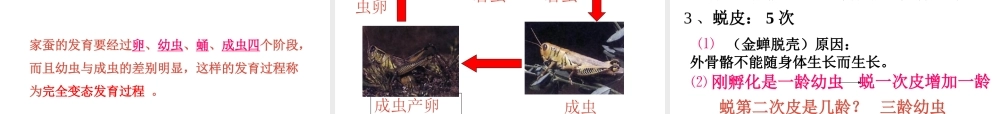 八年级生物下册 第二节 昆虫的生殖和发育课件 新人教版