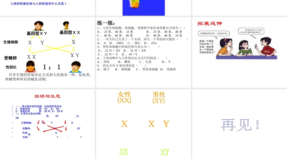 八年级生物下册 第二十二章 第三节 人的性别决定课件2 （新版）苏教版