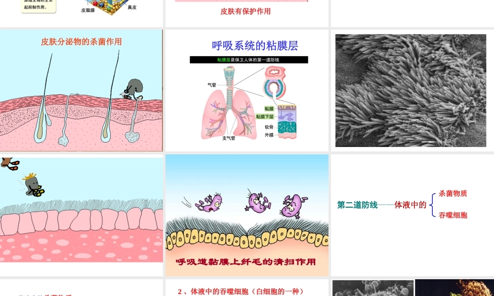 八年级生物下册 第二节 免疫课件 新人教版