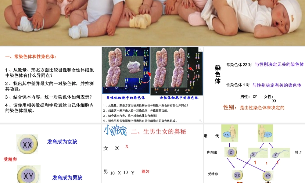 八年级生物下册 第二十二章 第三节 人的性别决定课件3 （新版）苏教版
