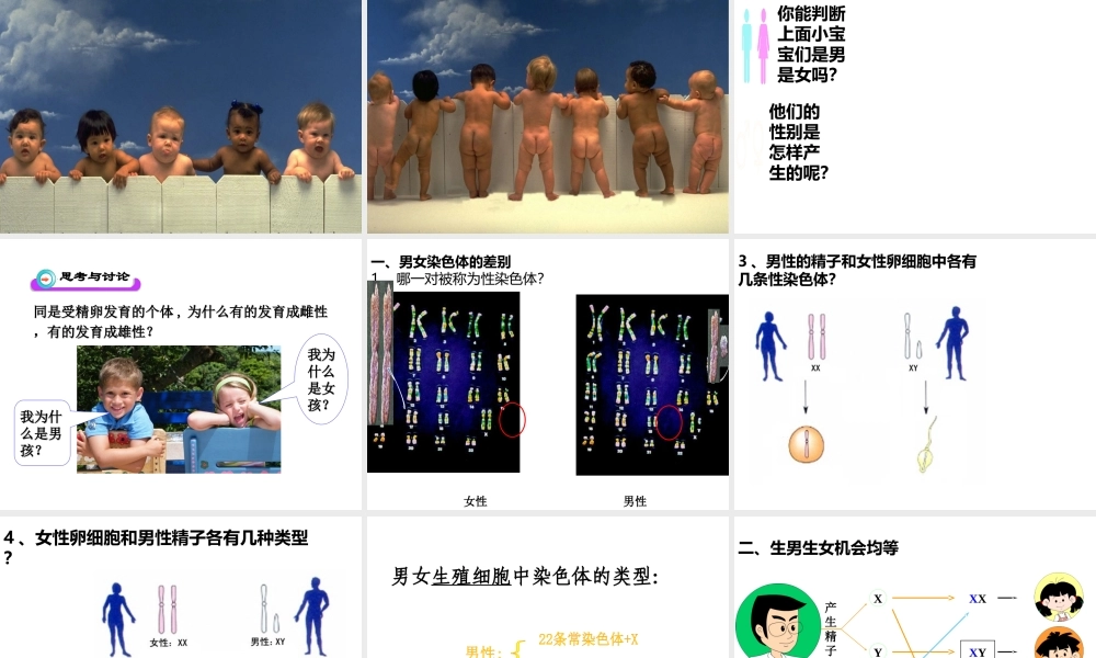 八年级生物下册 第7单元 第2章 第4节 人的性别遗传课件 （新版）新人教版-（新版）新人教版初中八年级下册生物课件