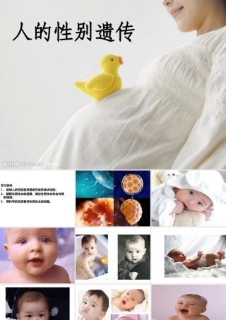 八年级生物下册 第7单元 第2章 第4节 人的性别遗传课件 （新版）新人教版-（新版）新人教版初中八年级下册生物课件