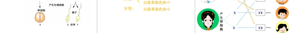 八年级生物下册 第7单元 第2章 第4节 人的性别遗传课件 （新版）新人教版-（新版）新人教级下册生物课件