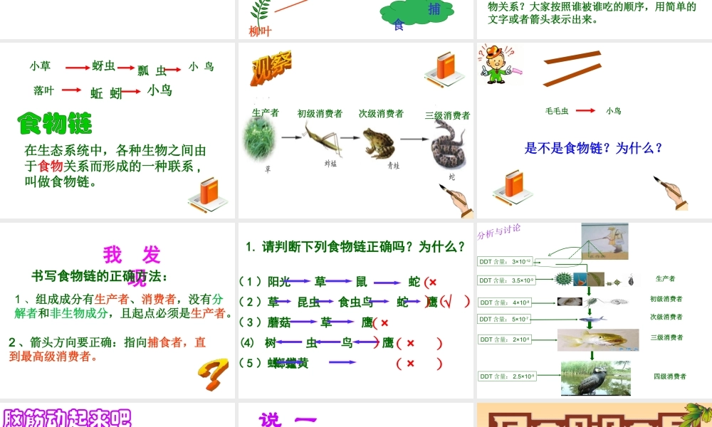 八年级生物下册 第二节食物链和食物网课件 济南版