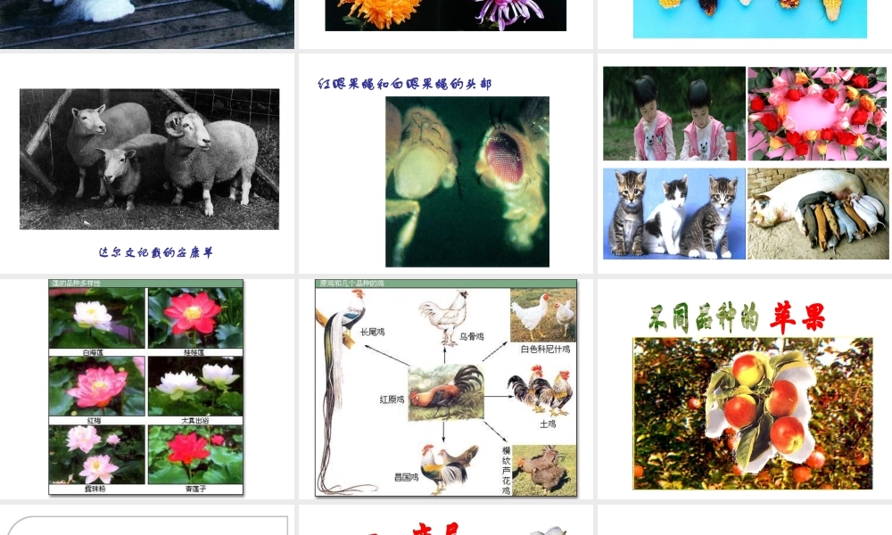 八年级生物下册 第7单元 第2章 第5节 生物的变异课件 （新版）新人教版-（新版）新人教版初中八年级下册生物课件