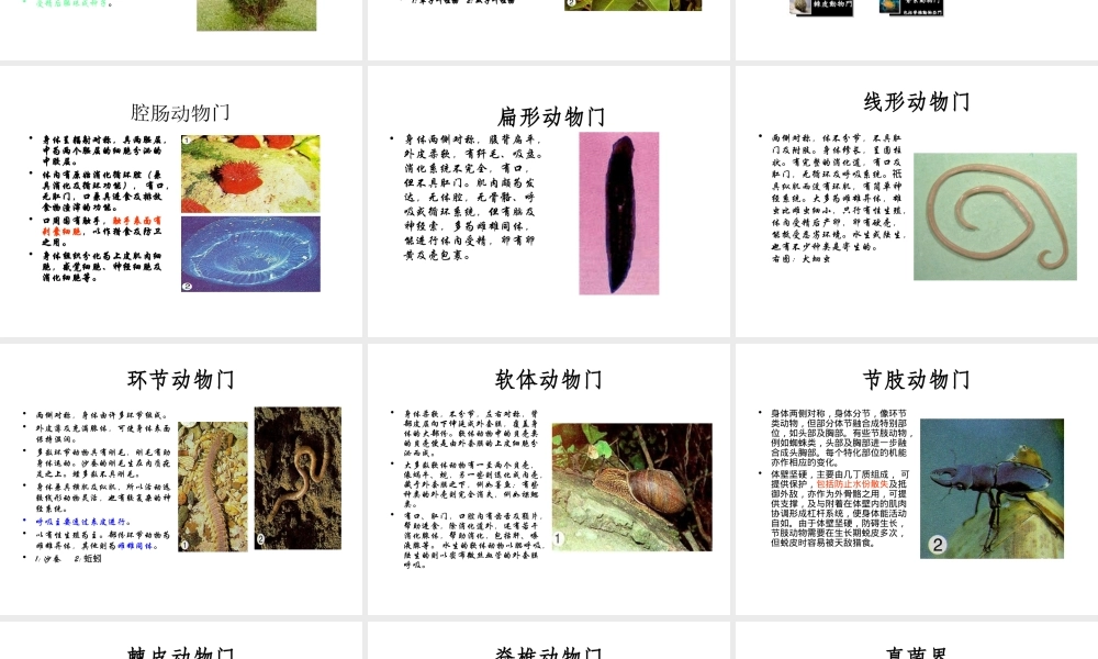 八年级生物下册 第二十二章 第三节 植物的主要类群课件 （新版）北师大版