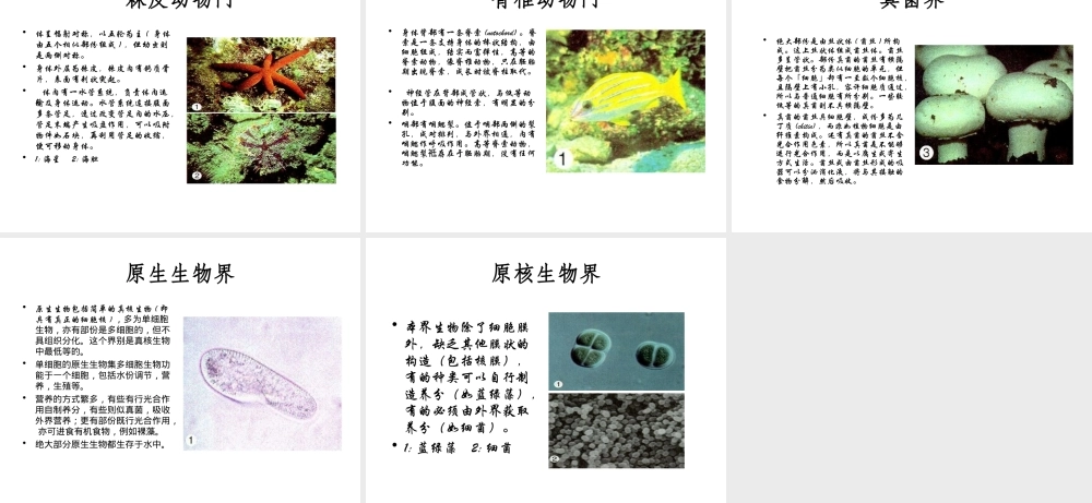 八年级生物下册 第二十二章 第三节 植物的主要类群课件 （新版）北师大版
