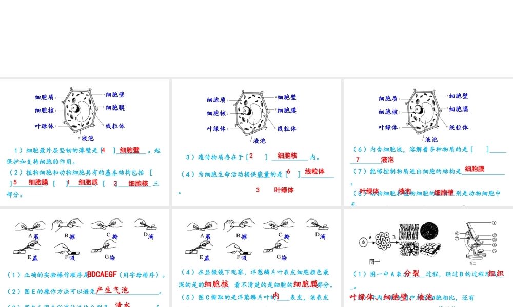 八年级生物下册 第二轮复习 专题二 生物体的结构层次课件 新人教版-新人教级下册生物课件