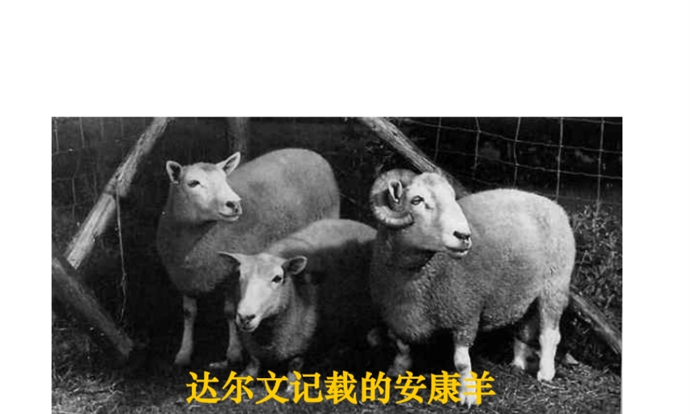 八年级生物下册 第二十二章 第五节 生物的变异课件4 （新版）苏教版