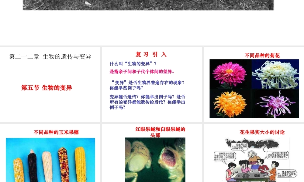八年级生物下册 第二十二章 第五节 生物的变异课件4 （新版）苏教版