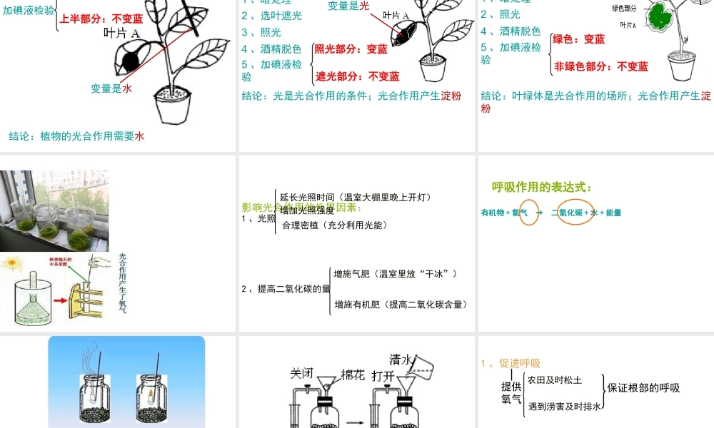 八年级生物下册 第二轮复习 专题三 生物圈中的绿色植物课件 新人教版-新人教版初中八年级下册生物课件