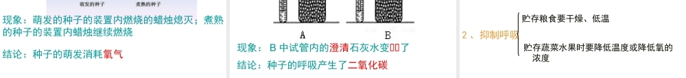 八年级生物下册 第二轮复习 专题三 生物圈中的绿色植物课件 新人教版-新人教版初中八年级下册生物课件
