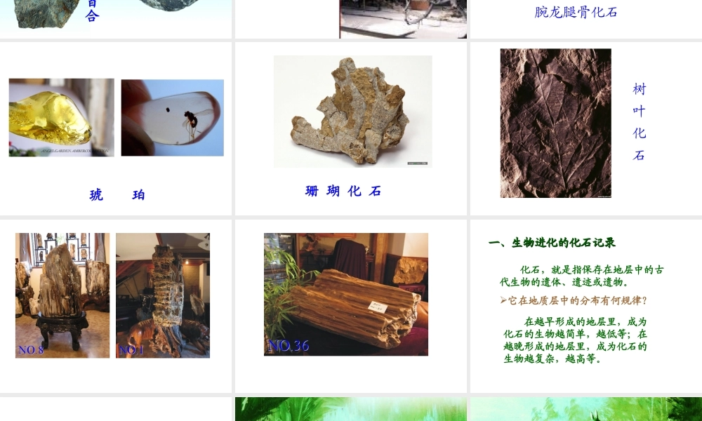 八年级生物下册 第7单元 第21章 第2节《生物的进化》课件 北师大版