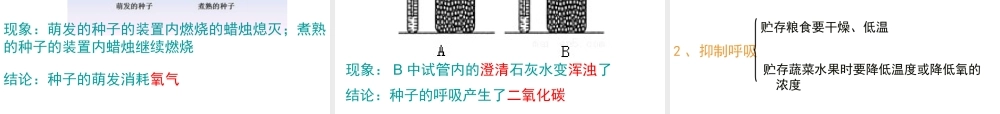 八年级生物下册 第二轮复习 专题三 生物圈中的绿色植物课件 新人教版-新人教级下册生物课件