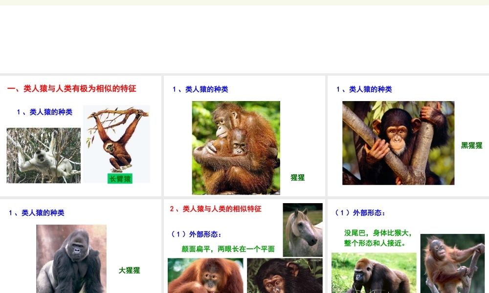 八年级生物下册 第7单元 第21章 第3节《人类的起源和进化》课件 北师大版