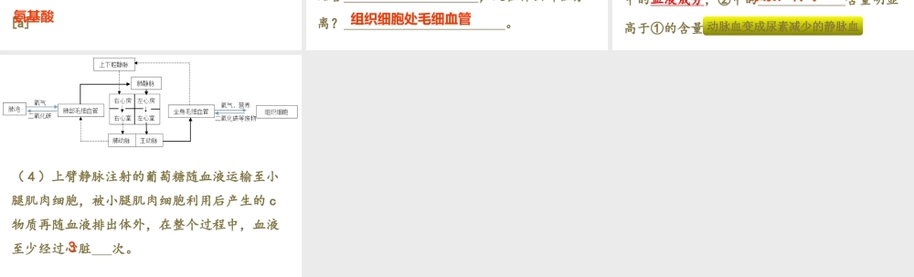 八年级生物下册 第二轮复习 专题四 生物圈中的人课件 新人教版-新人教级下册生物课件