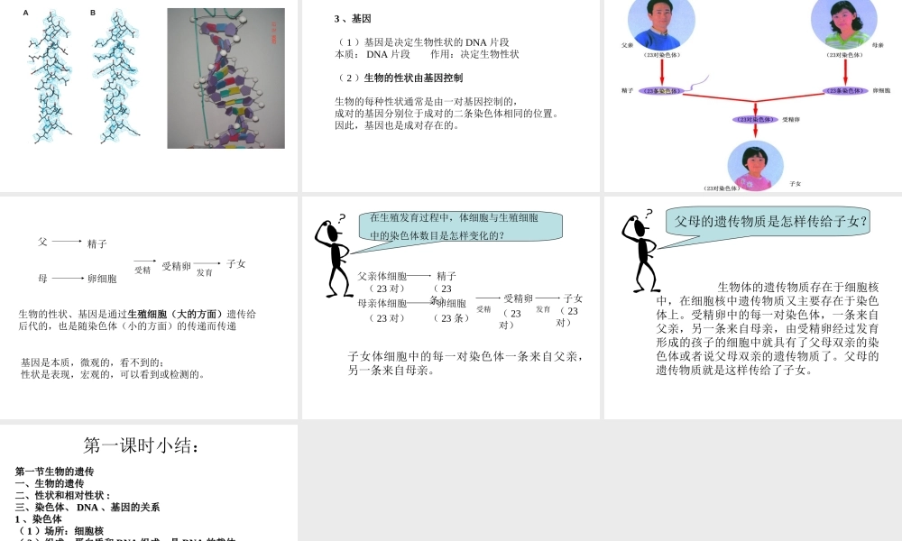 八年级生物下册 第7单元 第22章 第1节 生物的遗传课件 （新版）苏科版